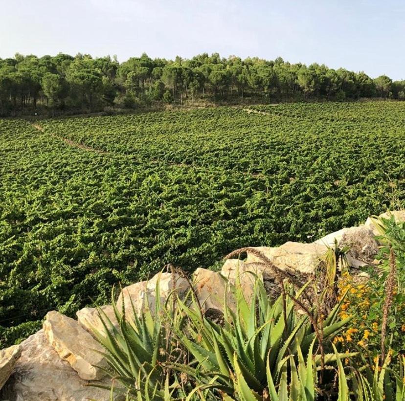 Agriturismo Tenute Pispisa Segesta Villa Calatafimi Kültér fotó