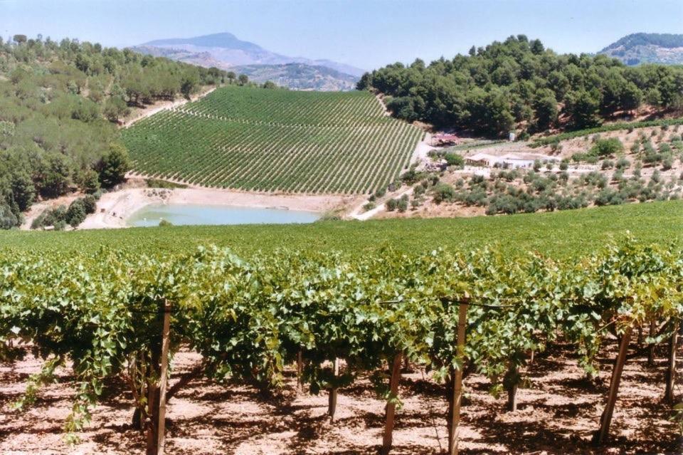 Agriturismo Tenute Pispisa Segesta Villa Calatafimi Kültér fotó