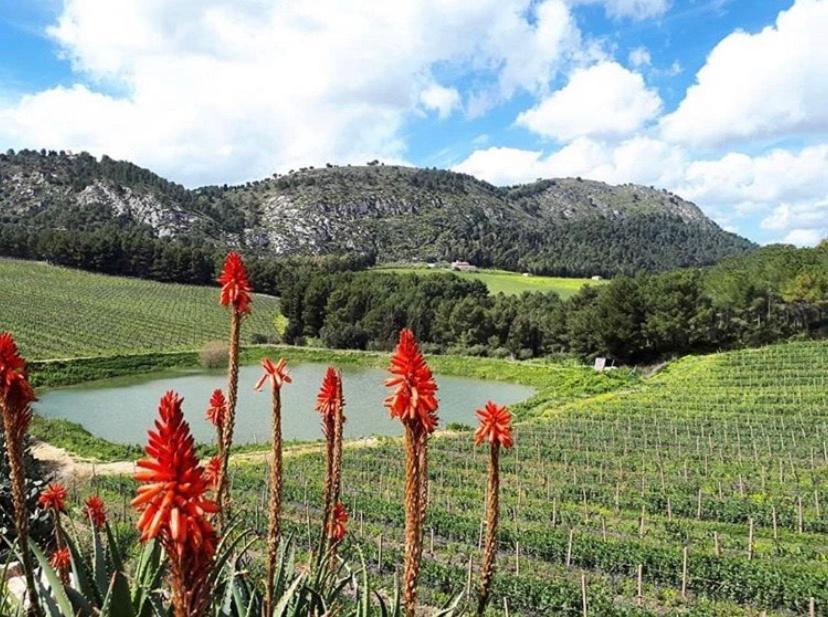 Agriturismo Tenute Pispisa Segesta Villa Calatafimi Kültér fotó