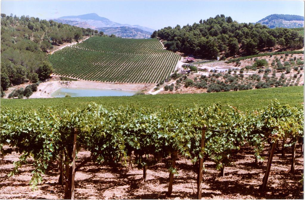 Agriturismo Tenute Pispisa Segesta Villa Calatafimi Kültér fotó